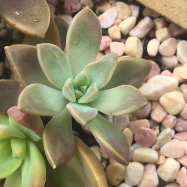 Sedum 'Pat's Pink' syn. Sedeveria 'Pat's Pink', Sedum 'Pam's Pink'