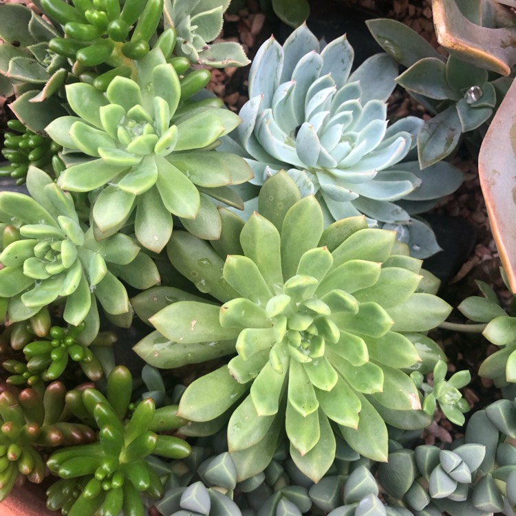 plant image 968764