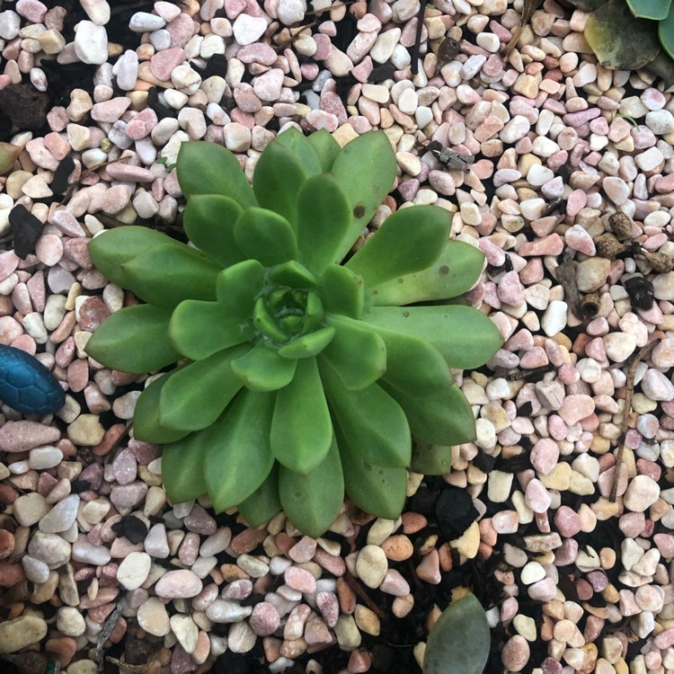 plant image 968766