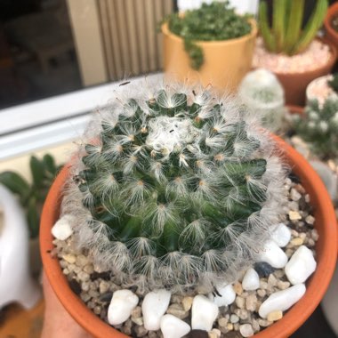Mammillaria bocasana