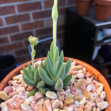 Crassula 'Surprise Party'
