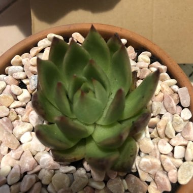 Echeveria Agavoides Blood Maria