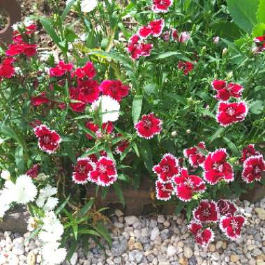 Dianthus chinensis 'Floral Lace Picotee'
