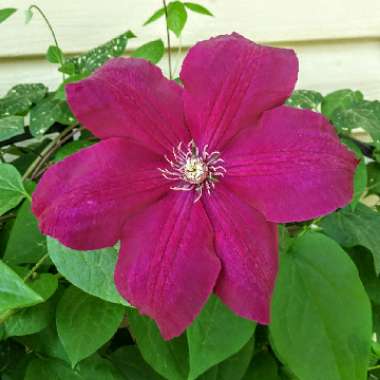 Clematis 'Rouge Cardinal'