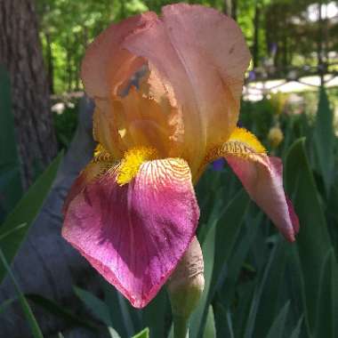 Iris x germanica 'Indian Chief'