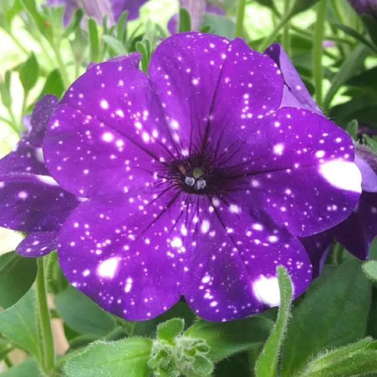 Petunia 'Kleph15313' syn. Petunia 'Night Sky', Petunia 'Headliner Night ...