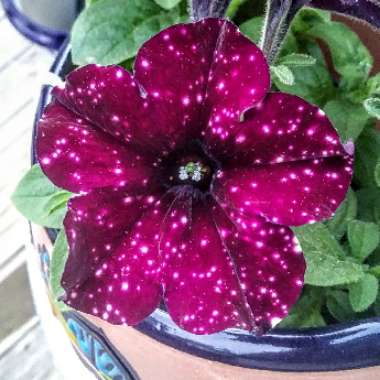 Petunia 'Kleph15313' syn. Petunia 'Night Sky', Petunia 'Headliner Night Sky'