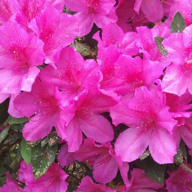 Rhododendron 'Kermesina'