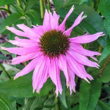 Echinacea purpurea 'Picadores'