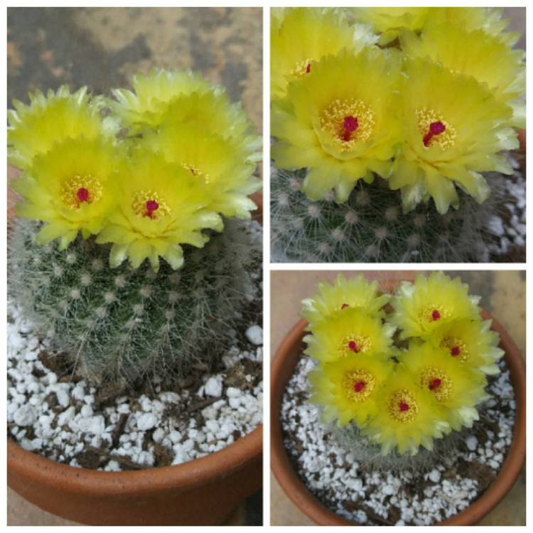 plant image 1025225