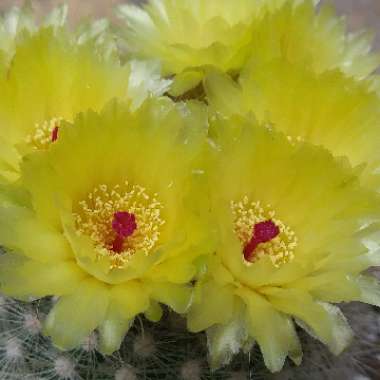 Notocactus rudibuenekeri