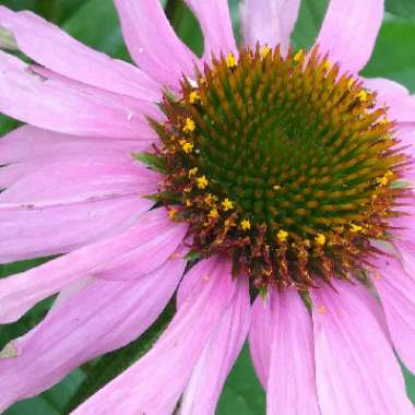 Echinacea purpurea 'Picadores'