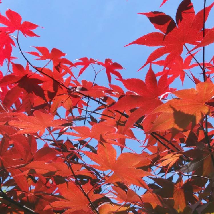 Plant image Acer palmatum 'Bloodgood'