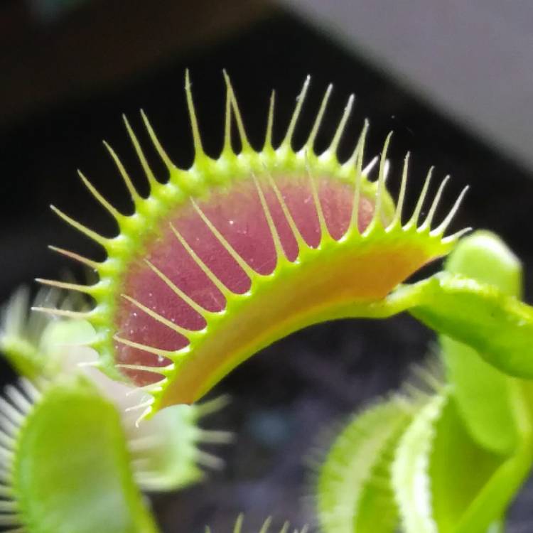 Plant image Dionaea muscipula