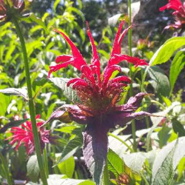 Monarda