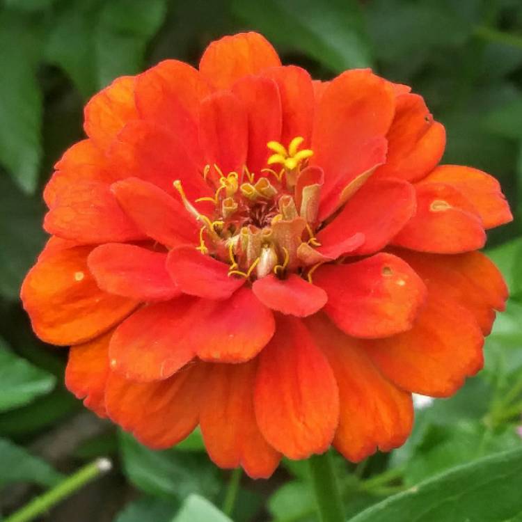 plant image 1091268