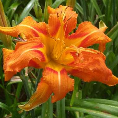 Hemerocallis fulva