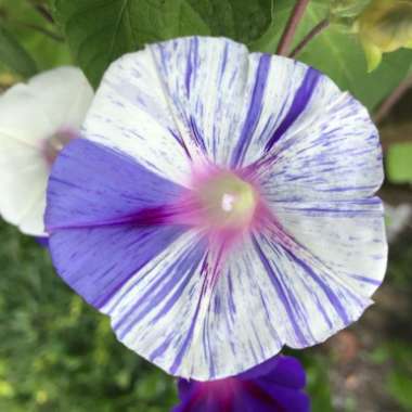 Ipomoea purpurea 'Carnival de Venezia'