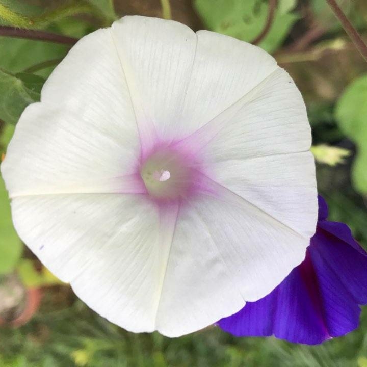 Plant image Ipomoea