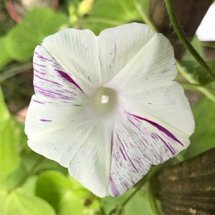 plant image 1132729