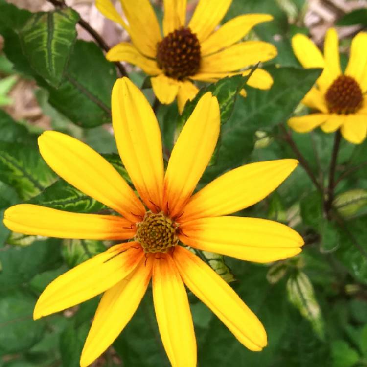 plant image 1138704