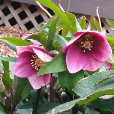Helleborus x hybridus 'Tutu'