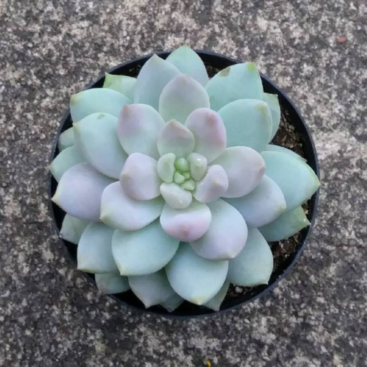 Plant image xSedeveria Lilac Mist