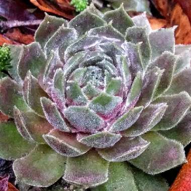 Sempervivum