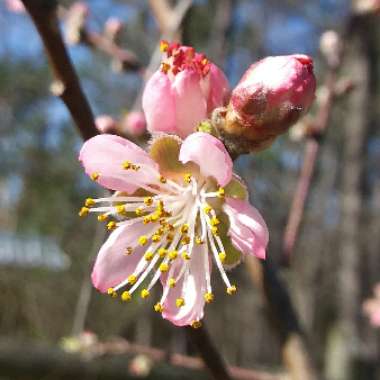 Prunus persica