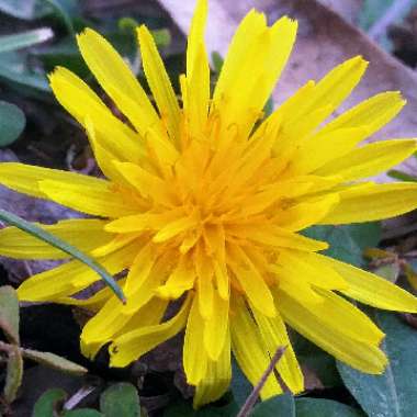Taraxacum officinale