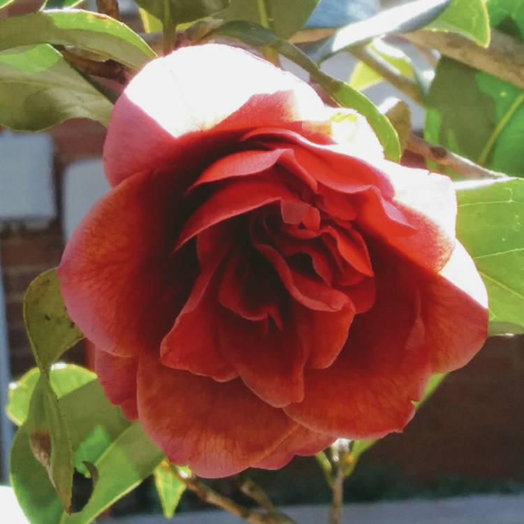 plant image 957322