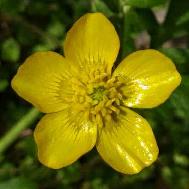 Ranunculus repens