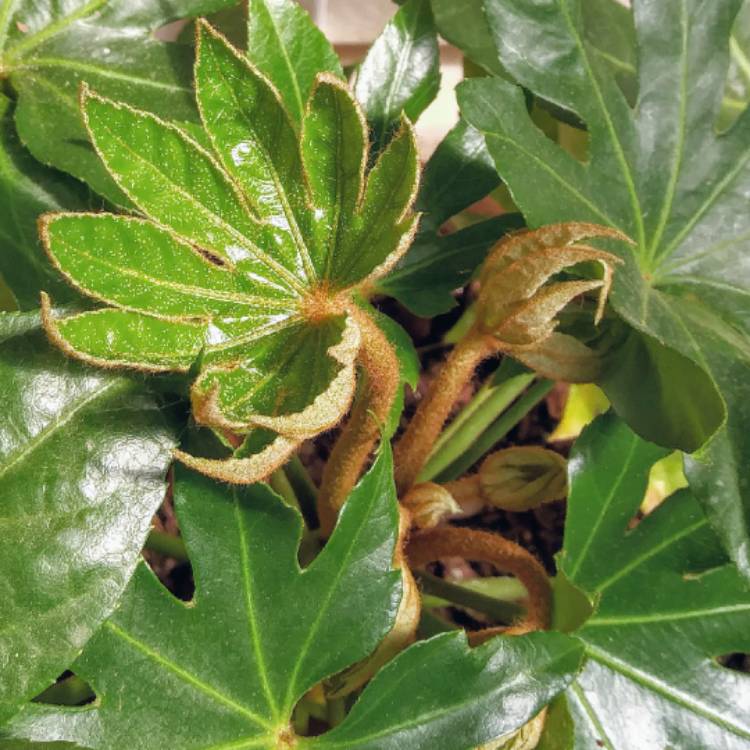 plant image 972836