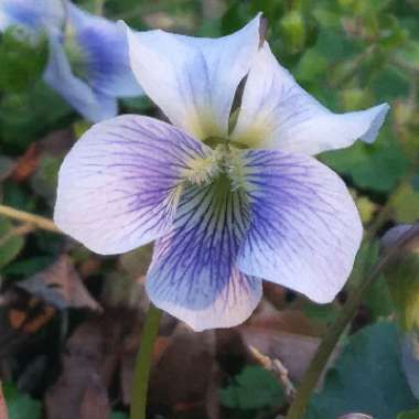 Viola