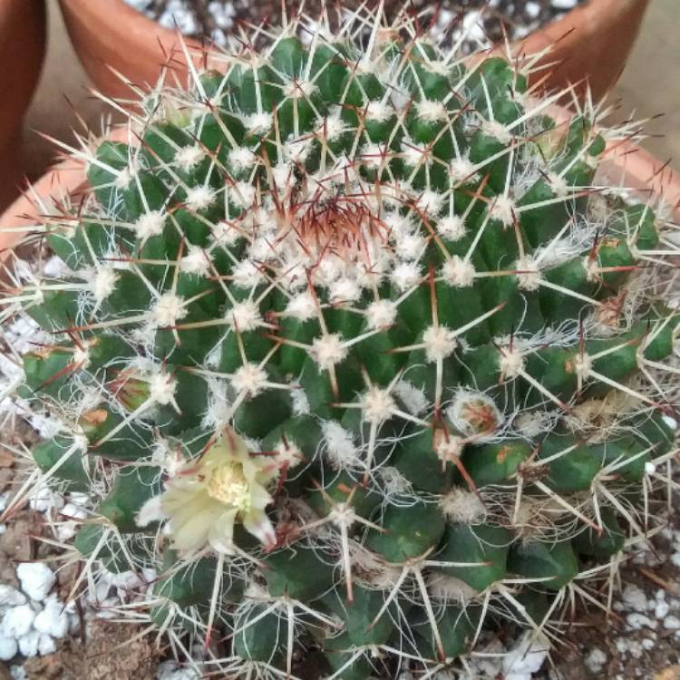 Plant image Mammillaria karwinskiana 'Nejapensis'