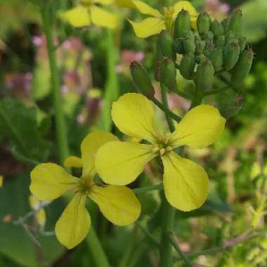 Raphanus raphanistrum