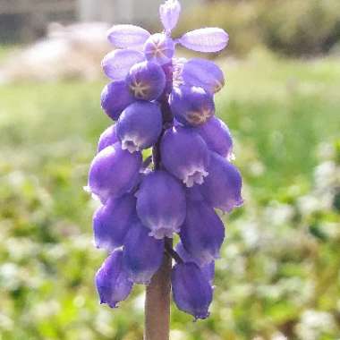 Muscari