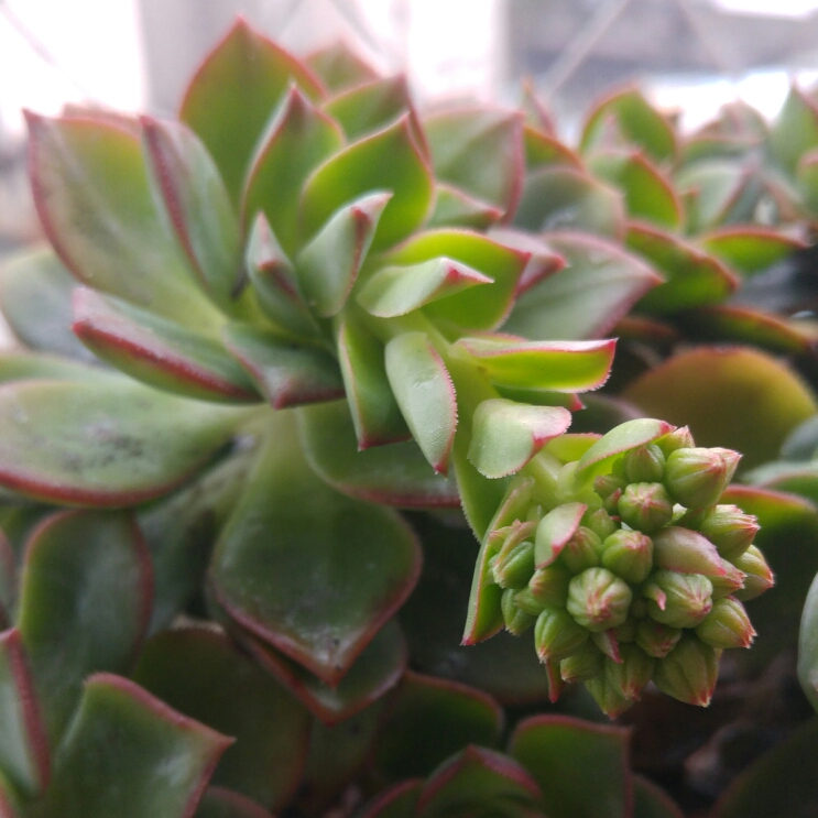 plant image 234334