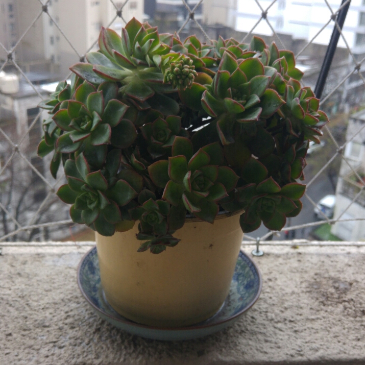 plant image 234337