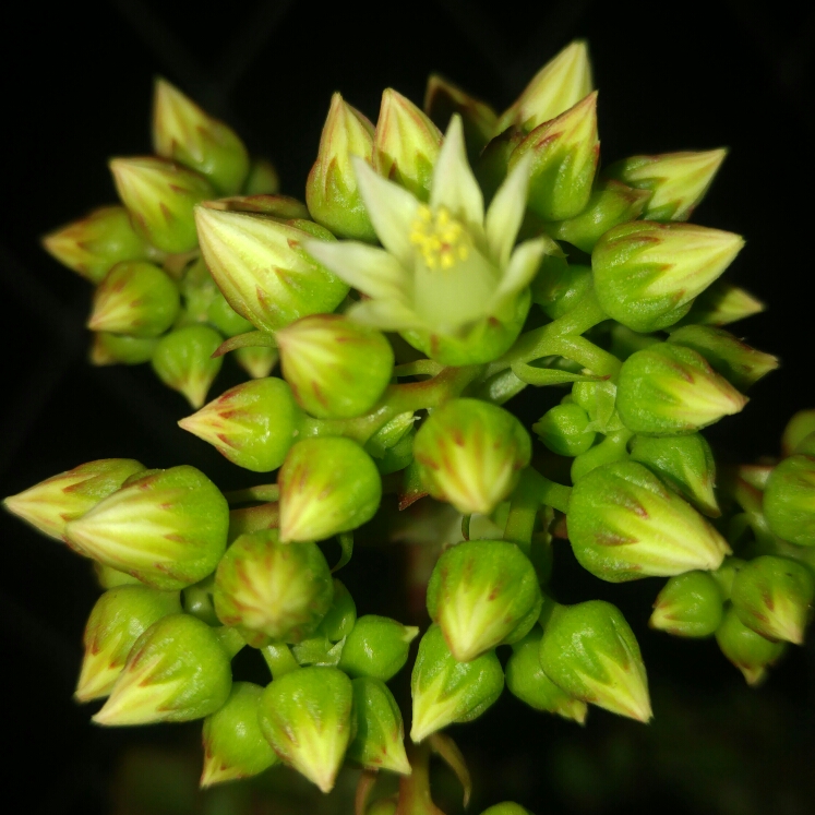 plant image 252948