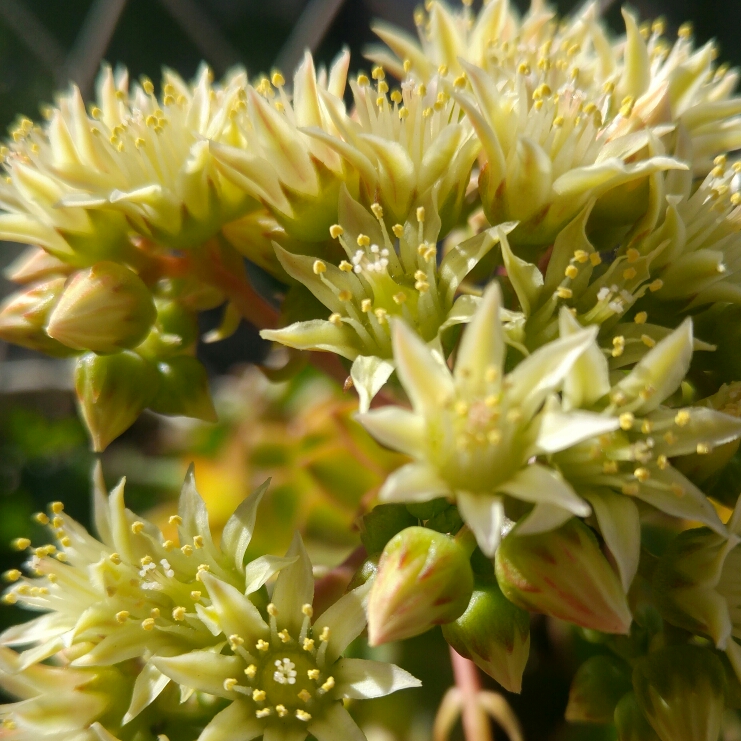 plant image 258451