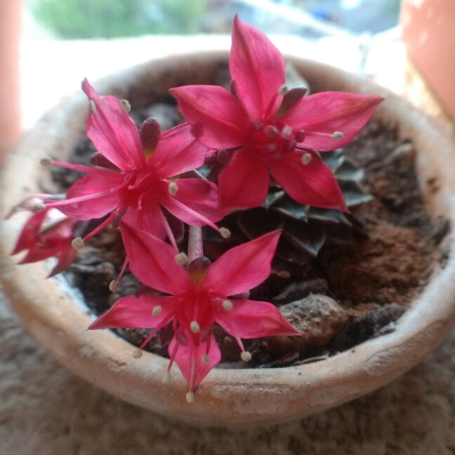 Plant image Tacitus Bellus syn.Graptopetalum Bellum