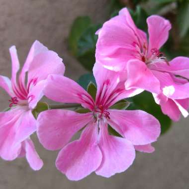 Cranesbill (Geranium)