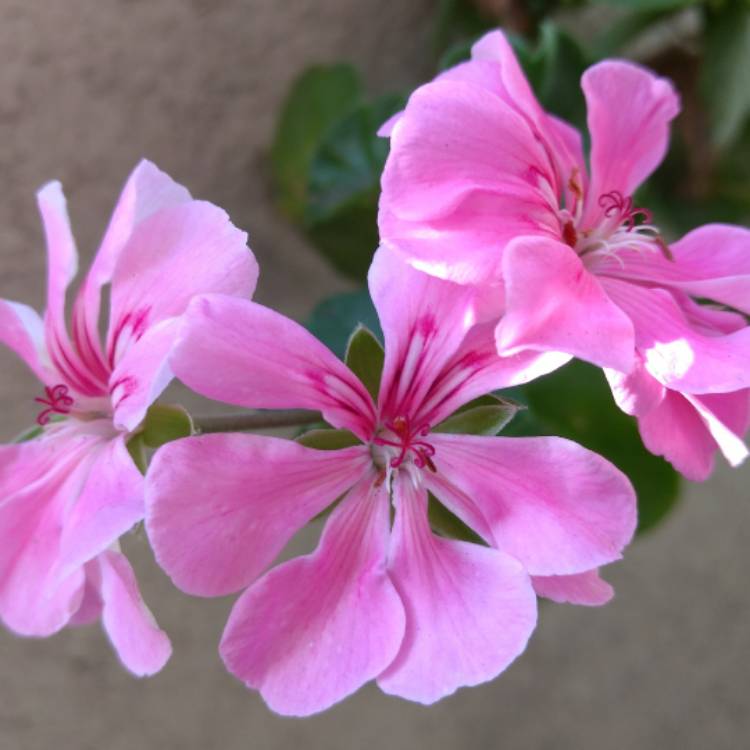 plant image 339748 plant image 339748