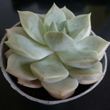 Echeveria 'Blue Bird'