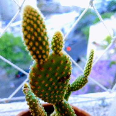 Bunny Ears Cactus
