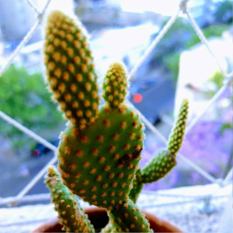 plant image 584287