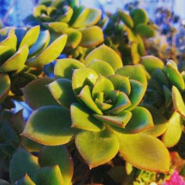 Aeonium 'Kiwi'