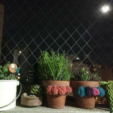Angie's garden
