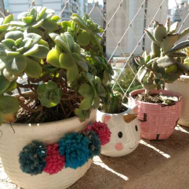 Angie's garden